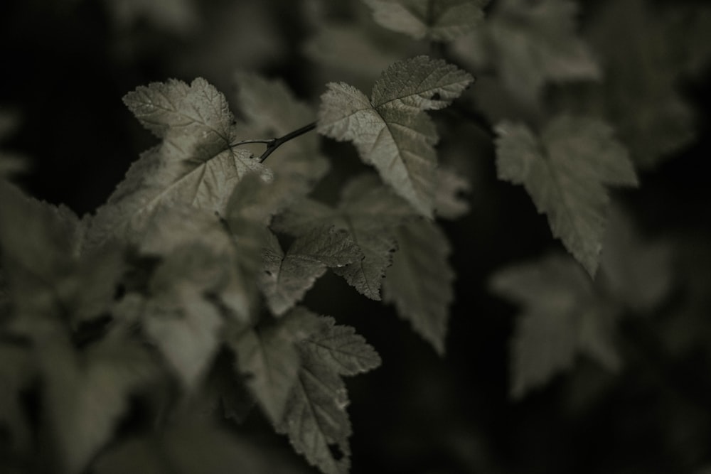 green leaves in tilt shift lens