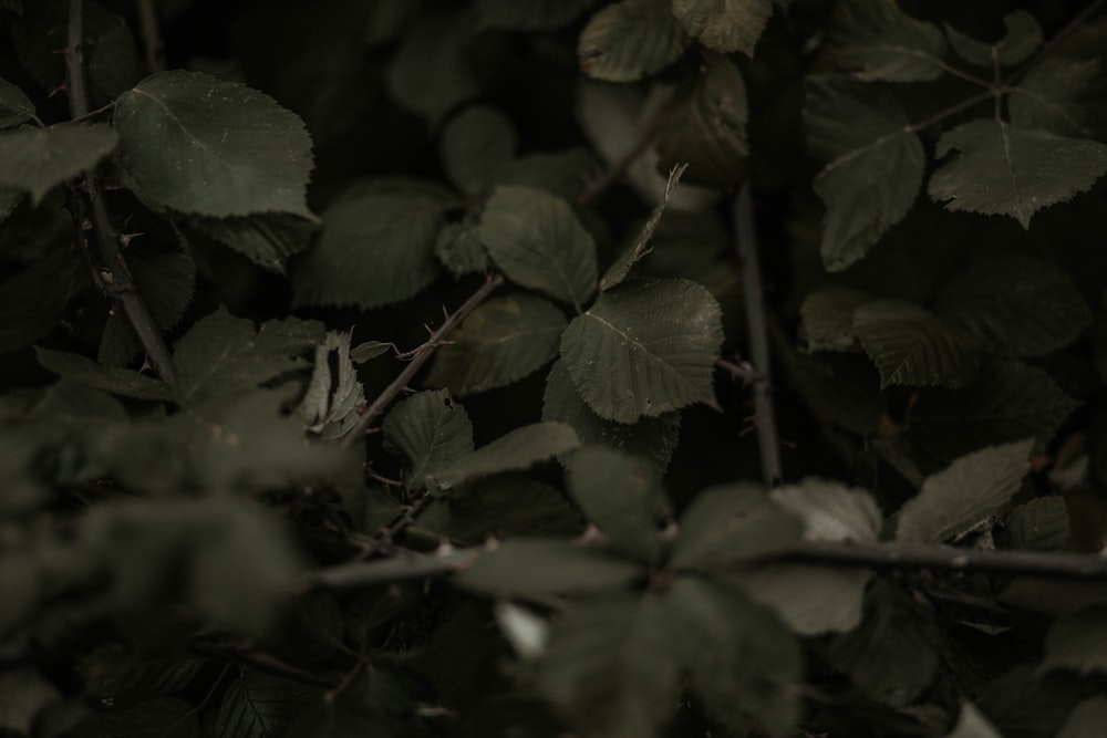 green leaves in close up photography