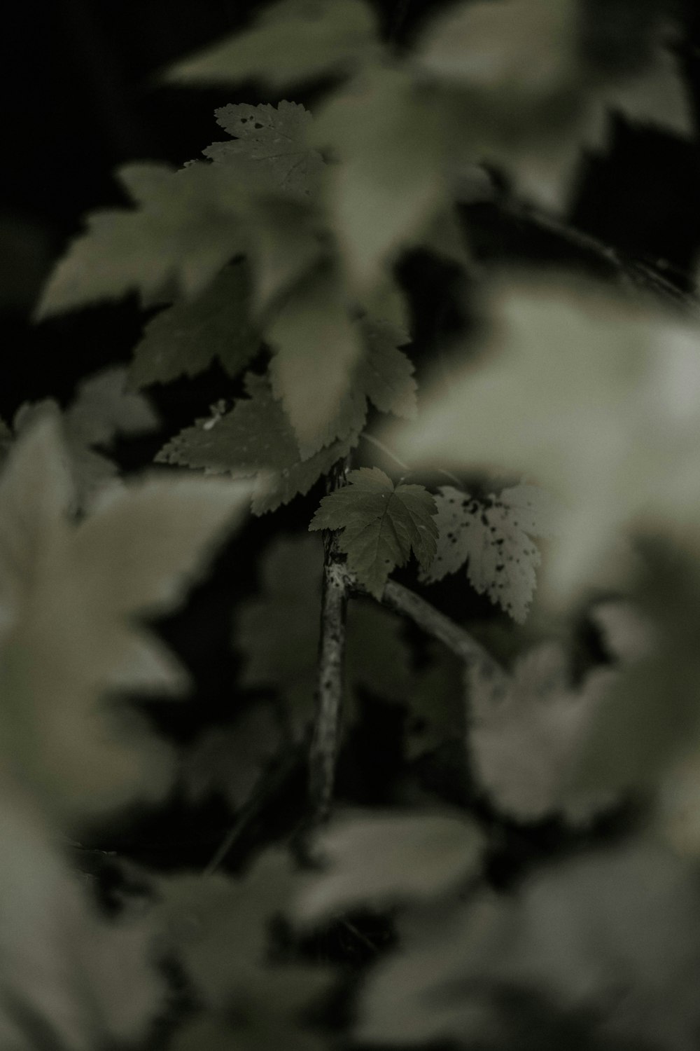 green leaf plant in close up photography