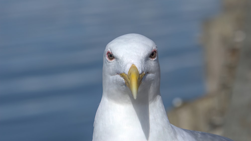 white and yellow bird in close up photography