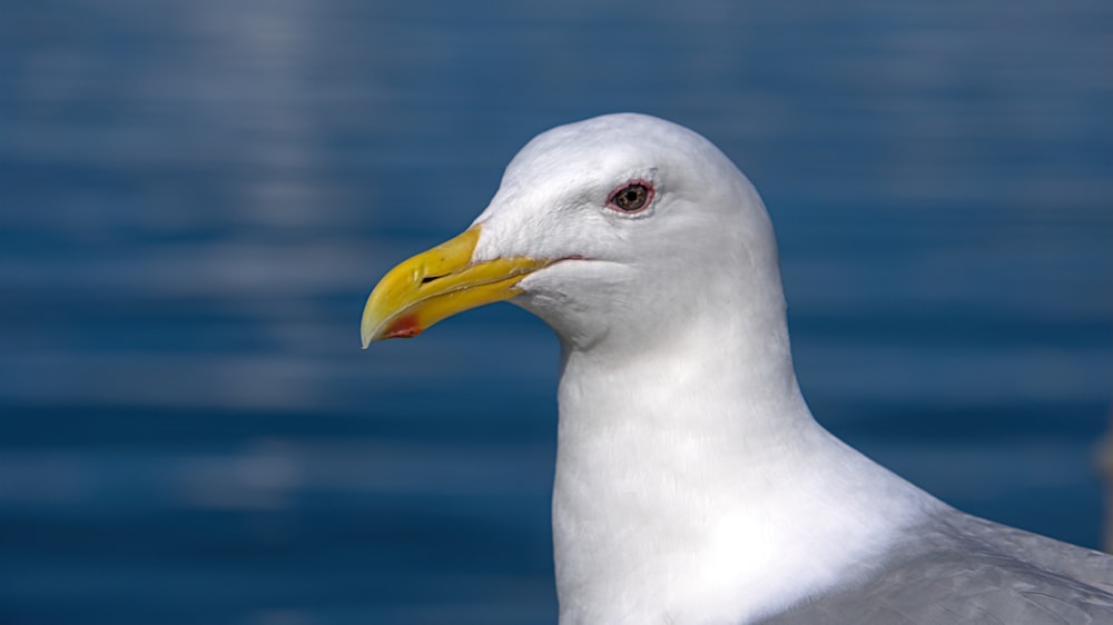 white gull in close up photography