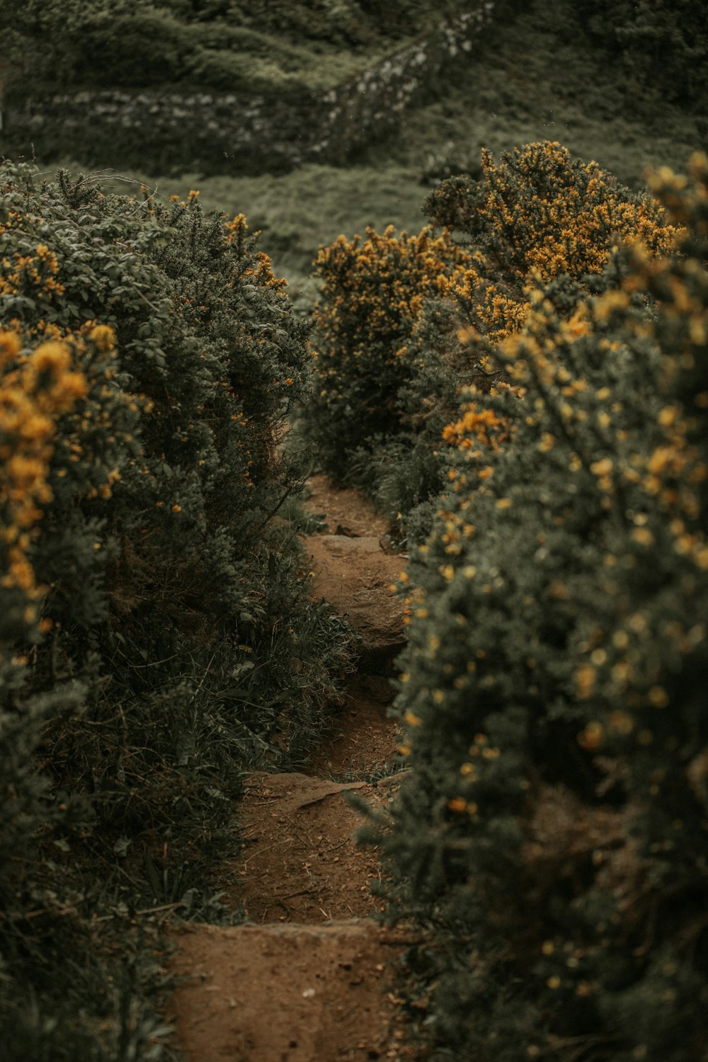 green and yellow plant on brown soil