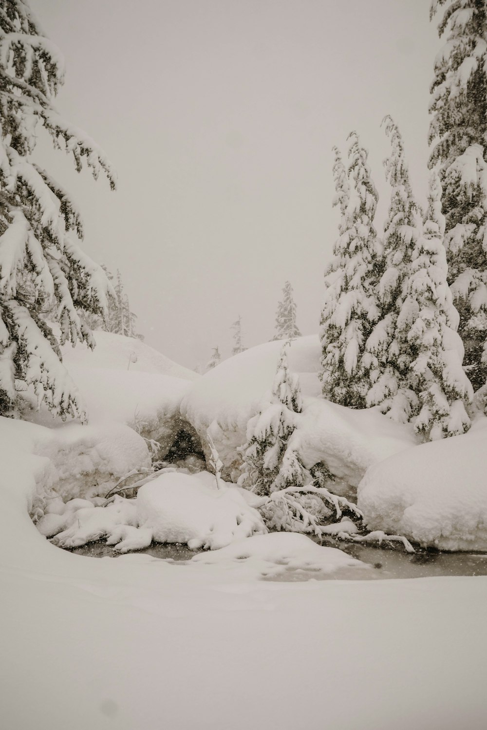 árvores cobertas de neve durante o dia