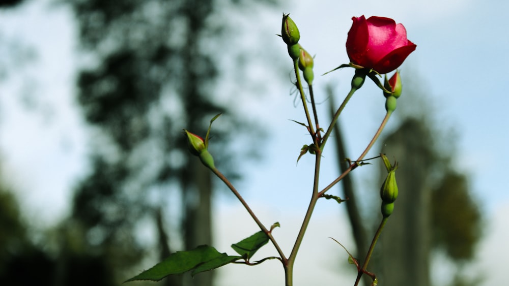 red rose in close up photography