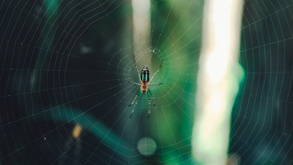 black and yellow spider on web in close up photography during daytime