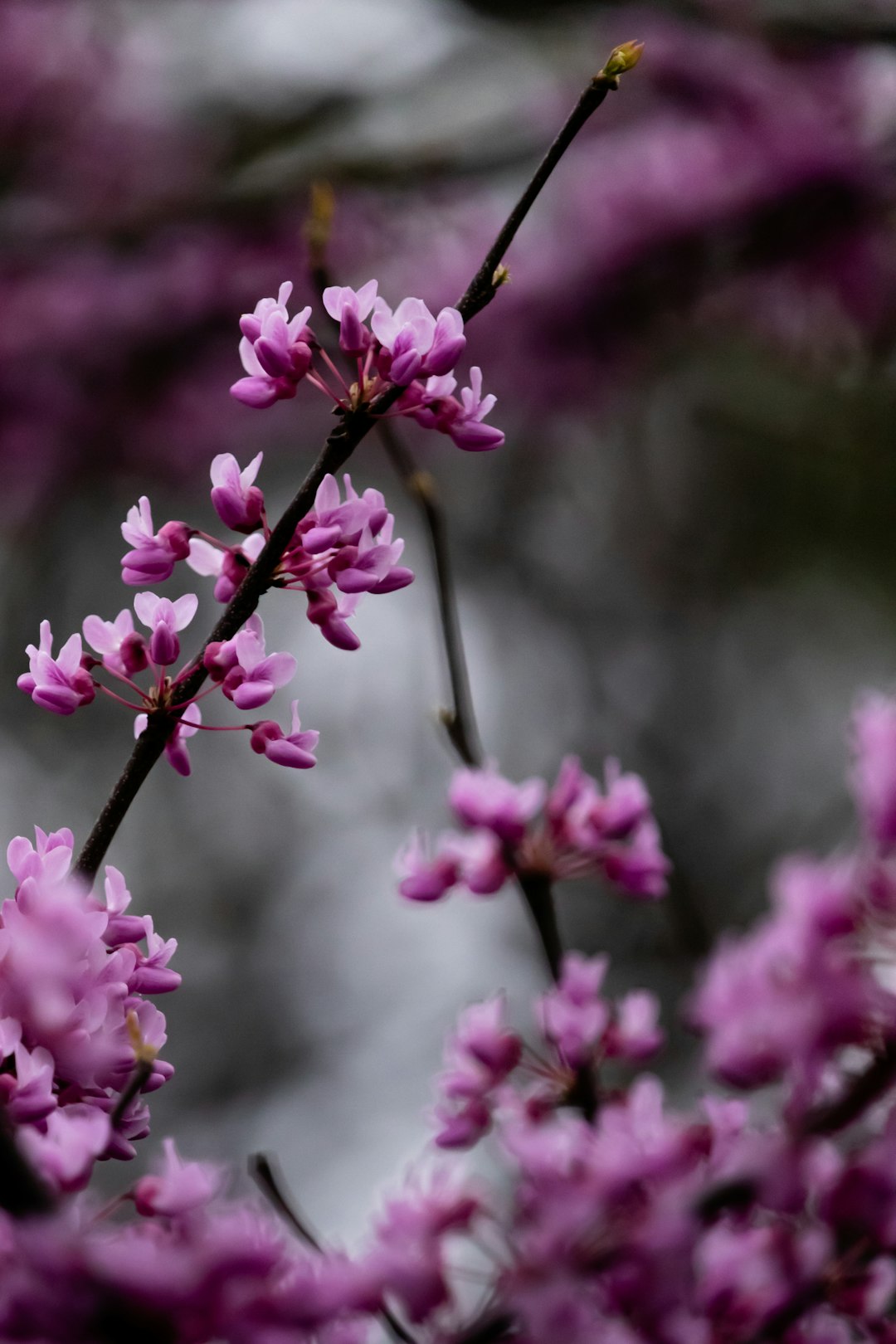 pink flowers in tilt shift lens