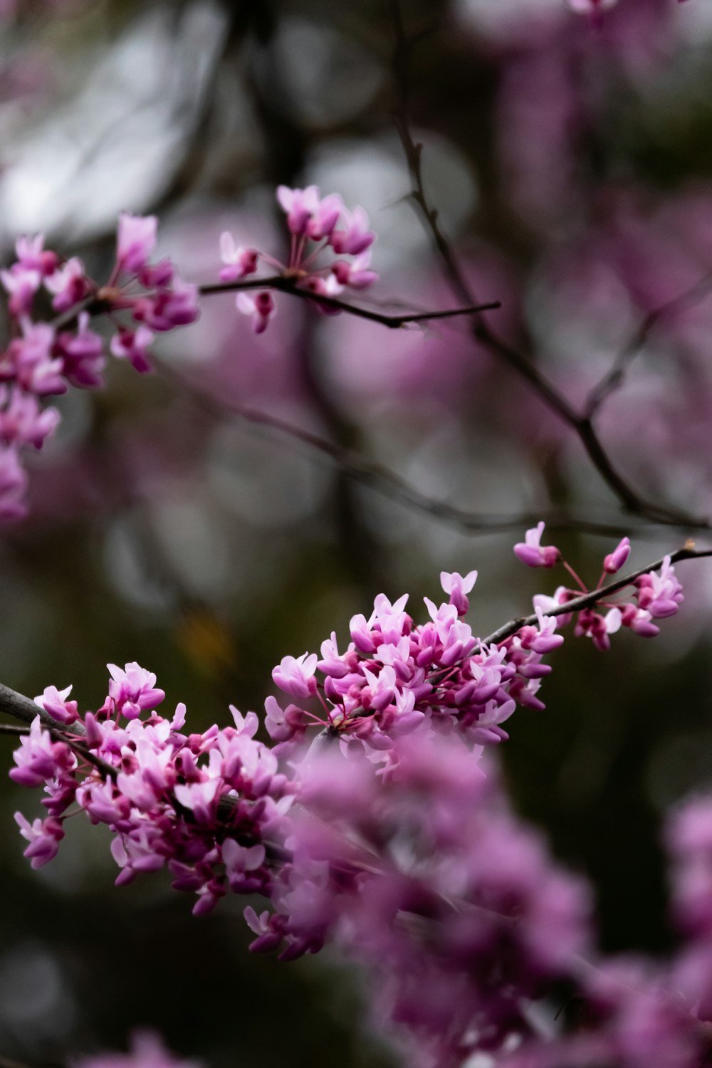 pink flowers in tilt shift lens