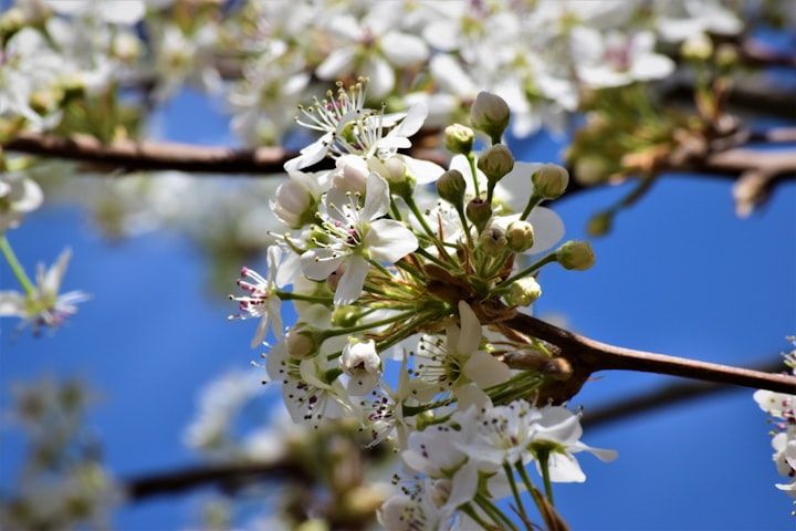 Bradford Pear Tree