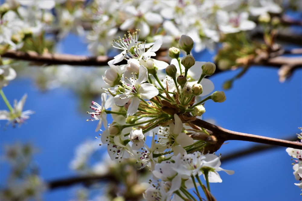 white cherry blossom in close up photography