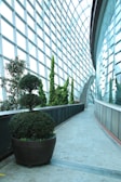 A modern indoor garden setting with tall, vibrant green plants lined along a curved pathway. Large potted shrubs in the foreground have well-manicured topiary designs. The space is enclosed with a high, grid-patterned glass wall that allows ample natural light, creating a bright and airy atmosphere. A visible staircase at the end of the path suggests a multi-level structure.