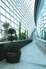 A modern indoor garden setting with tall, vibrant green plants lined along a curved pathway. Large potted shrubs in the foreground have well-manicured topiary designs. The space is enclosed with a high, grid-patterned glass wall that allows ample natural light, creating a bright and airy atmosphere. A visible staircase at the end of the path suggests a multi-level structure.