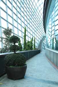 A modern indoor garden setting with tall, vibrant green plants lined along a curved pathway. Large potted shrubs in the foreground have well-manicured topiary designs. The space is enclosed with a high, grid-patterned glass wall that allows ample natural light, creating a bright and airy atmosphere. A visible staircase at the end of the path suggests a multi-level structure.