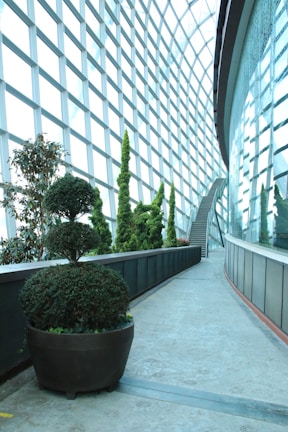 A modern indoor garden setting with tall, vibrant green plants lined along a curved pathway. Large potted shrubs in the foreground have well-manicured topiary designs. The space is enclosed with a high, grid-patterned glass wall that allows ample natural light, creating a bright and airy atmosphere. A visible staircase at the end of the path suggests a multi-level structure.