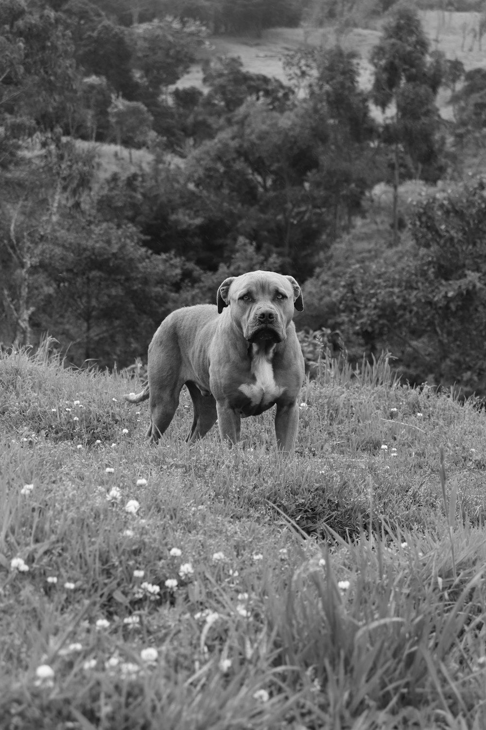 grayscale photo of short coated dog on grass field