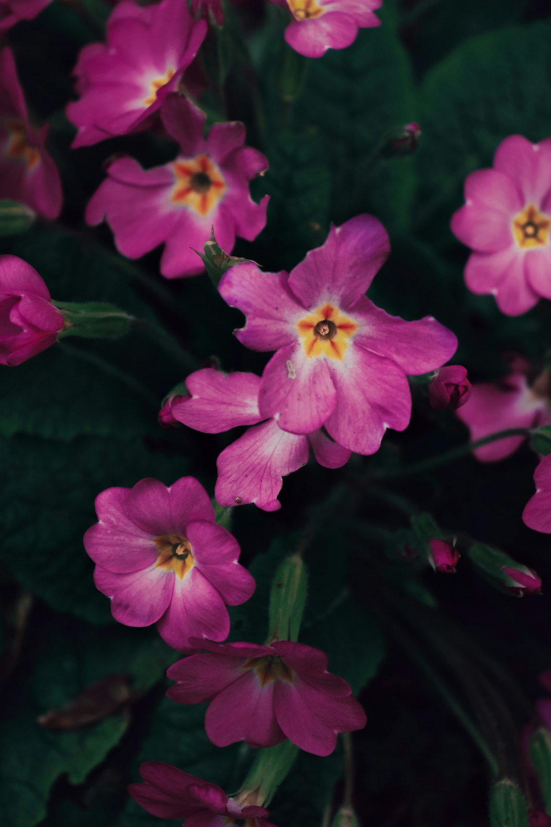 pink flowers with green leaves