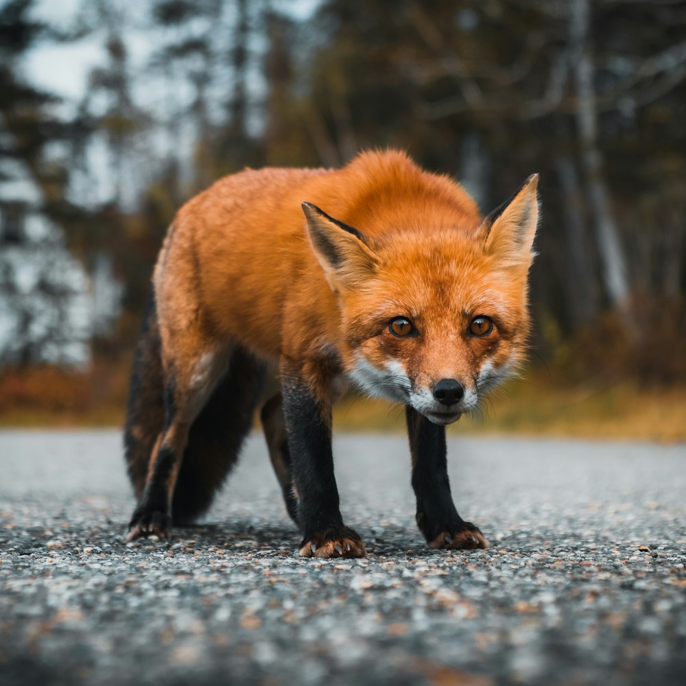 Renard brun sur un sol enneigé pendant la journée