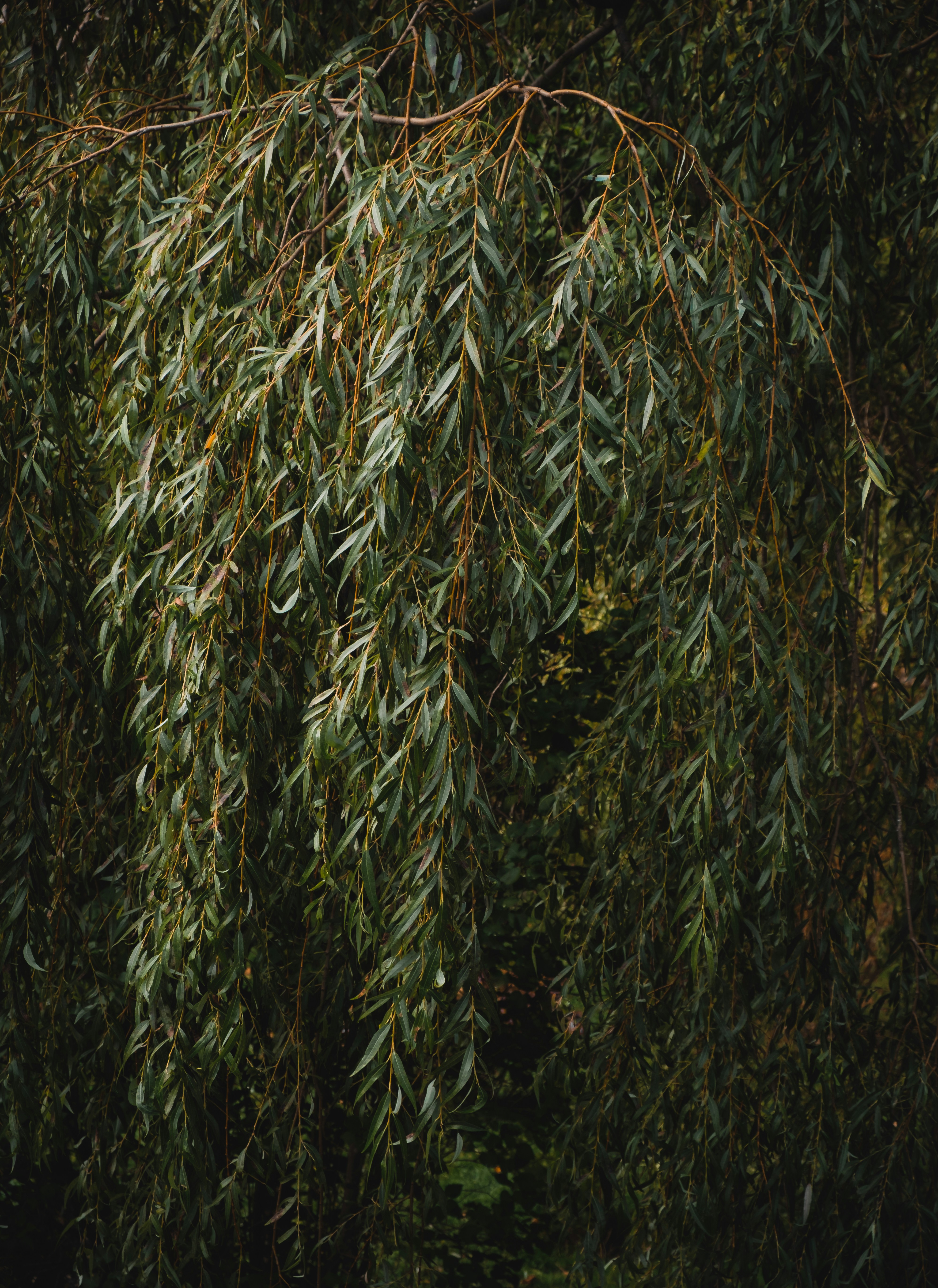 green and brown plant field