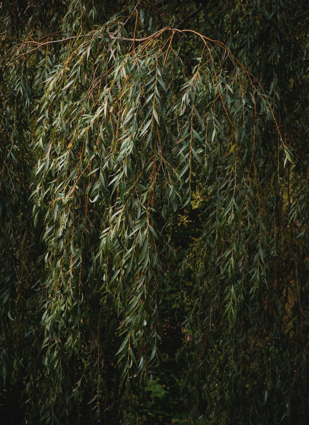 green and brown plant field