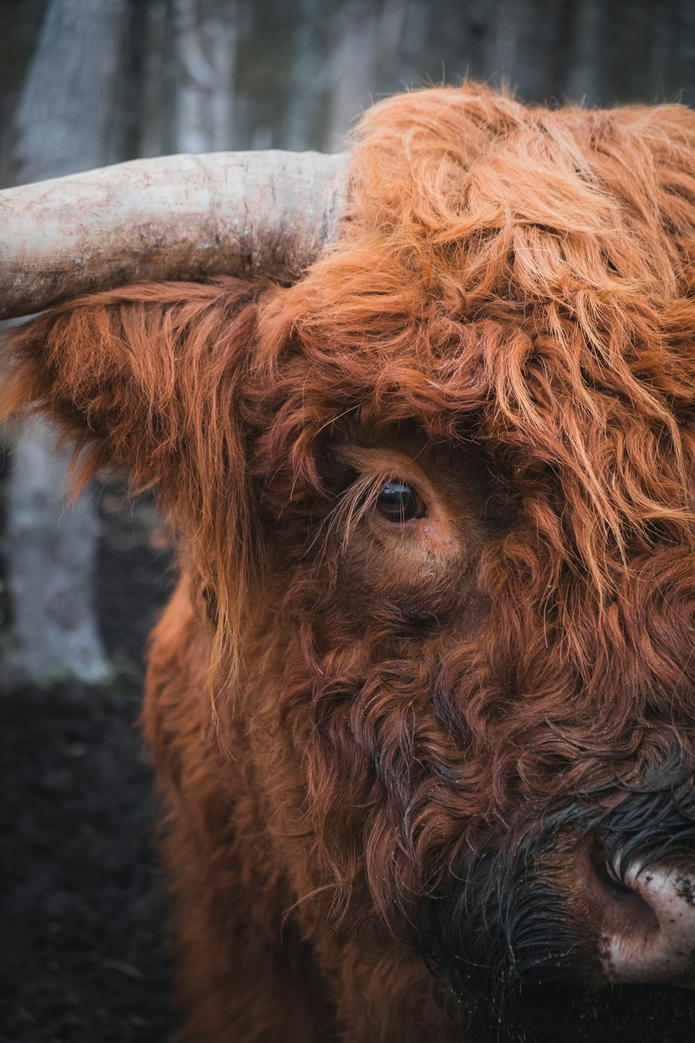 brown cow on black soil