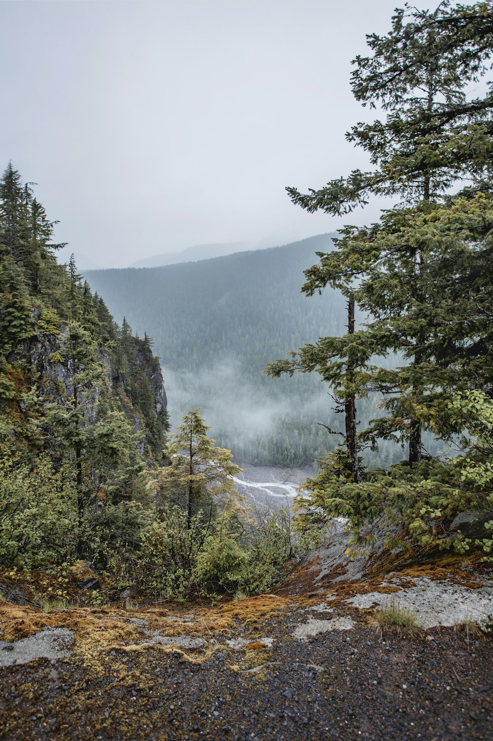 green trees on mountain during daytime