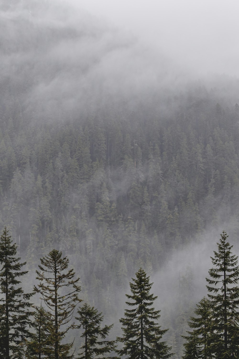 green pine trees on mountain