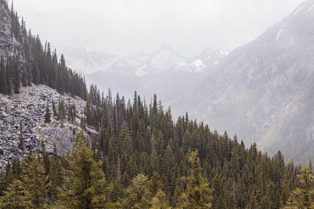 green trees on mountain during daytime