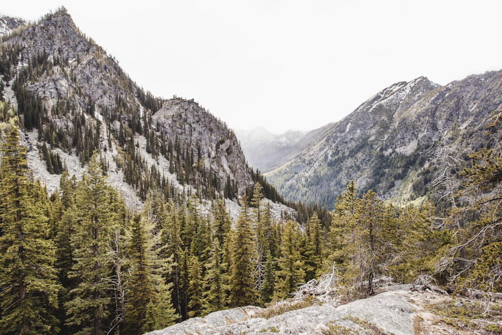 green pine trees on mountain during daytime