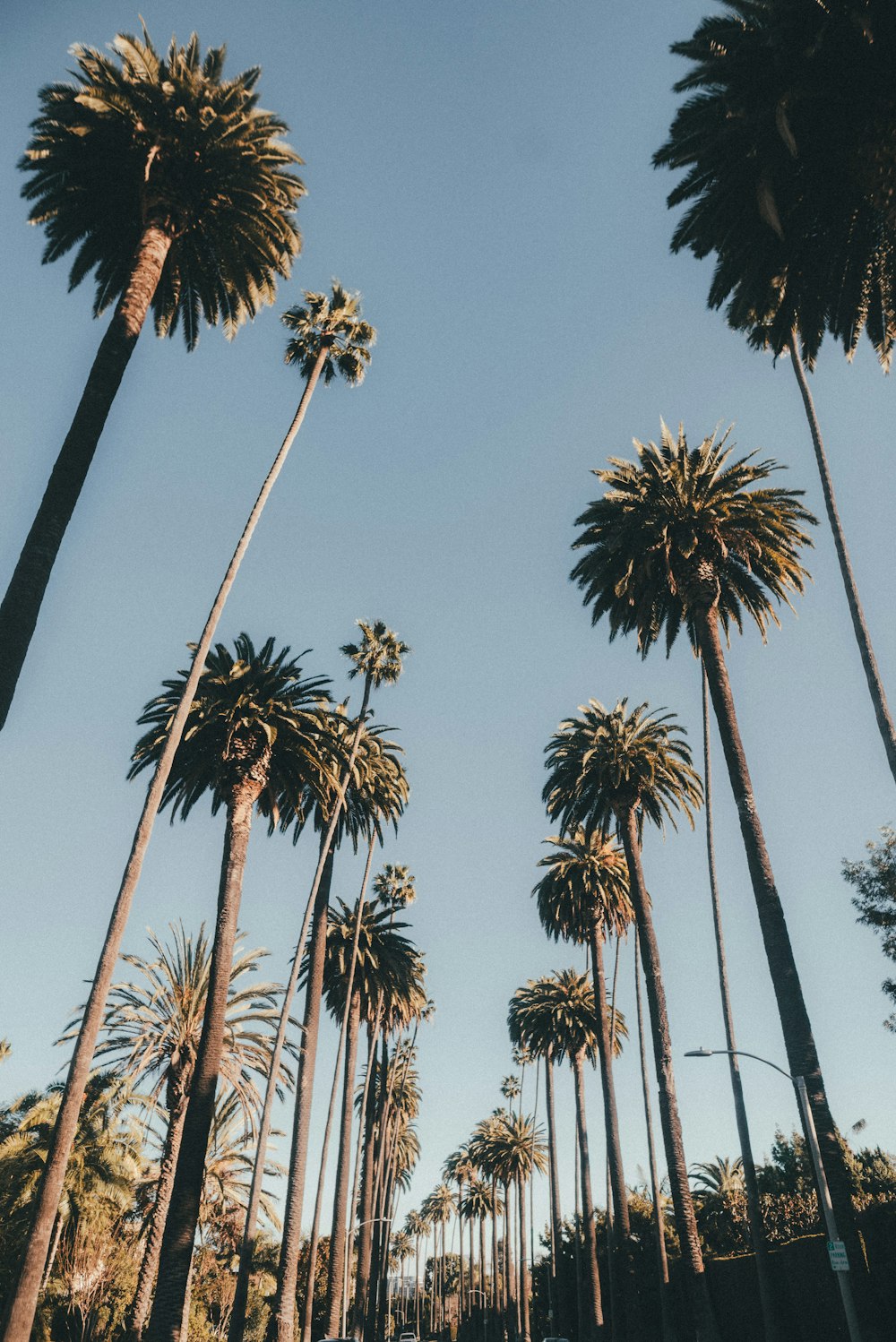 low angle photography of palm trees