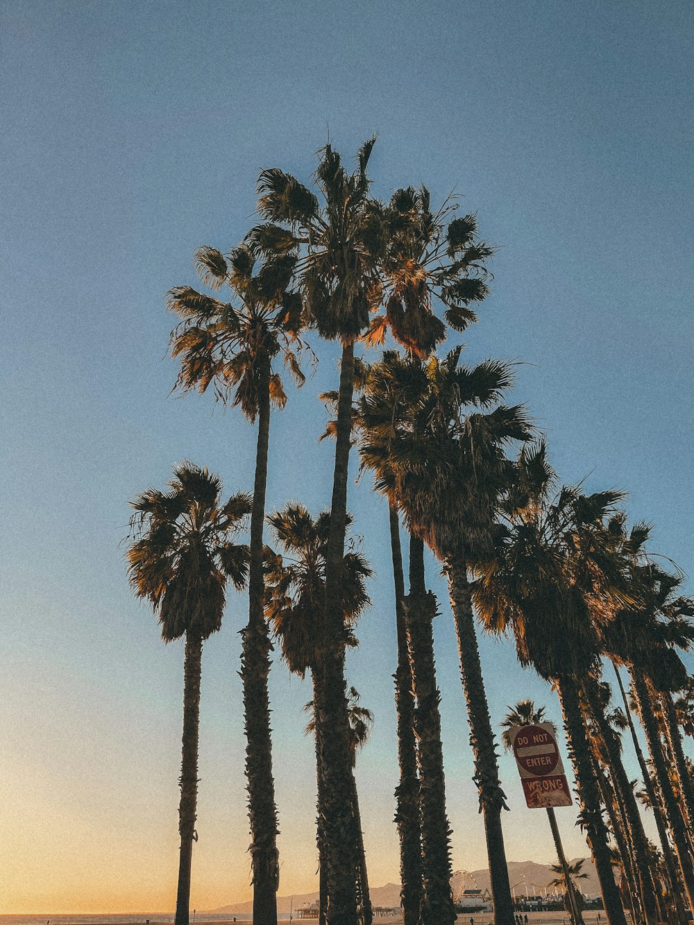 green palm tree during daytime