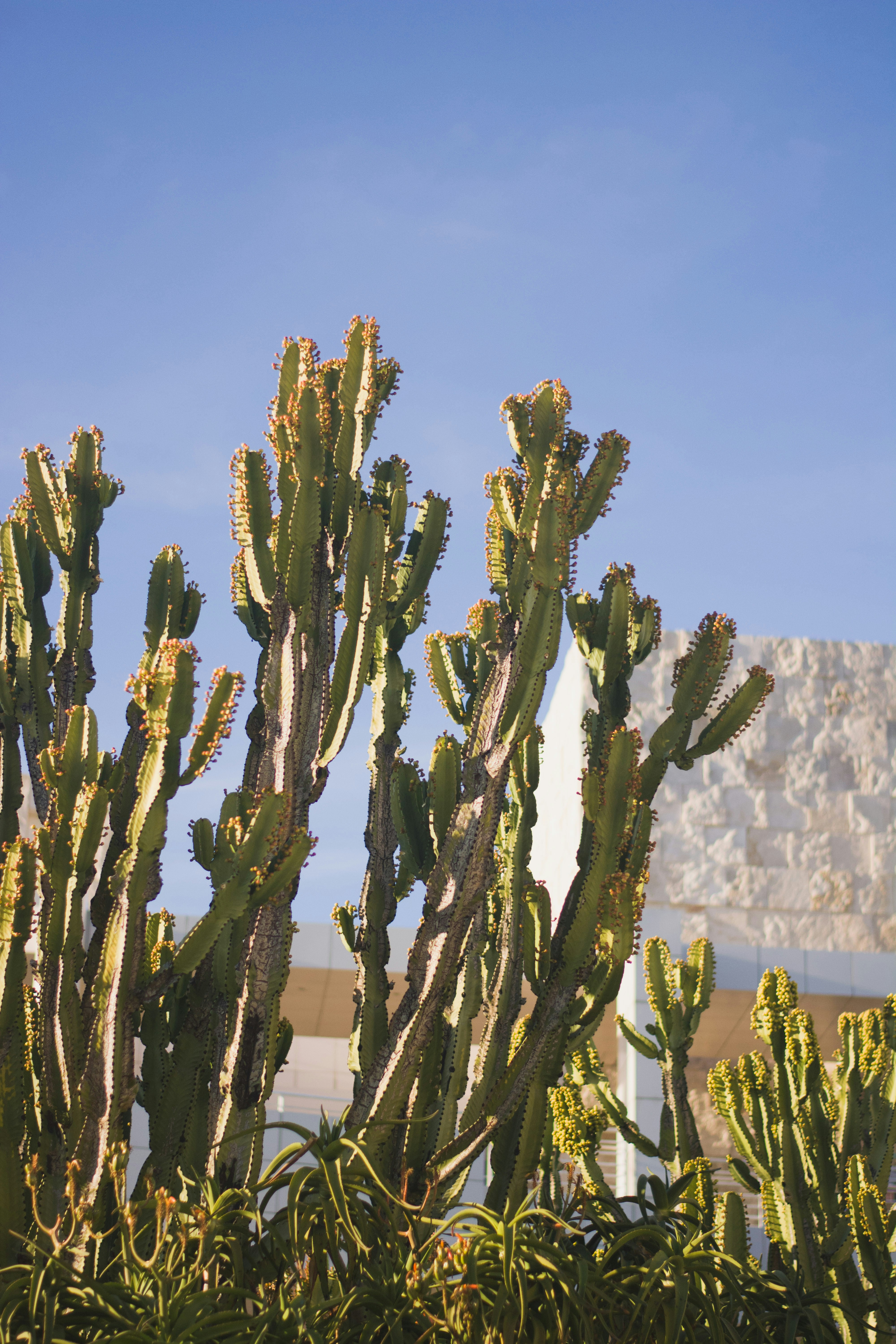 Green Cactus Plant Near White Concrete Building During Daytime Photo Free Plant Image On Unsplash