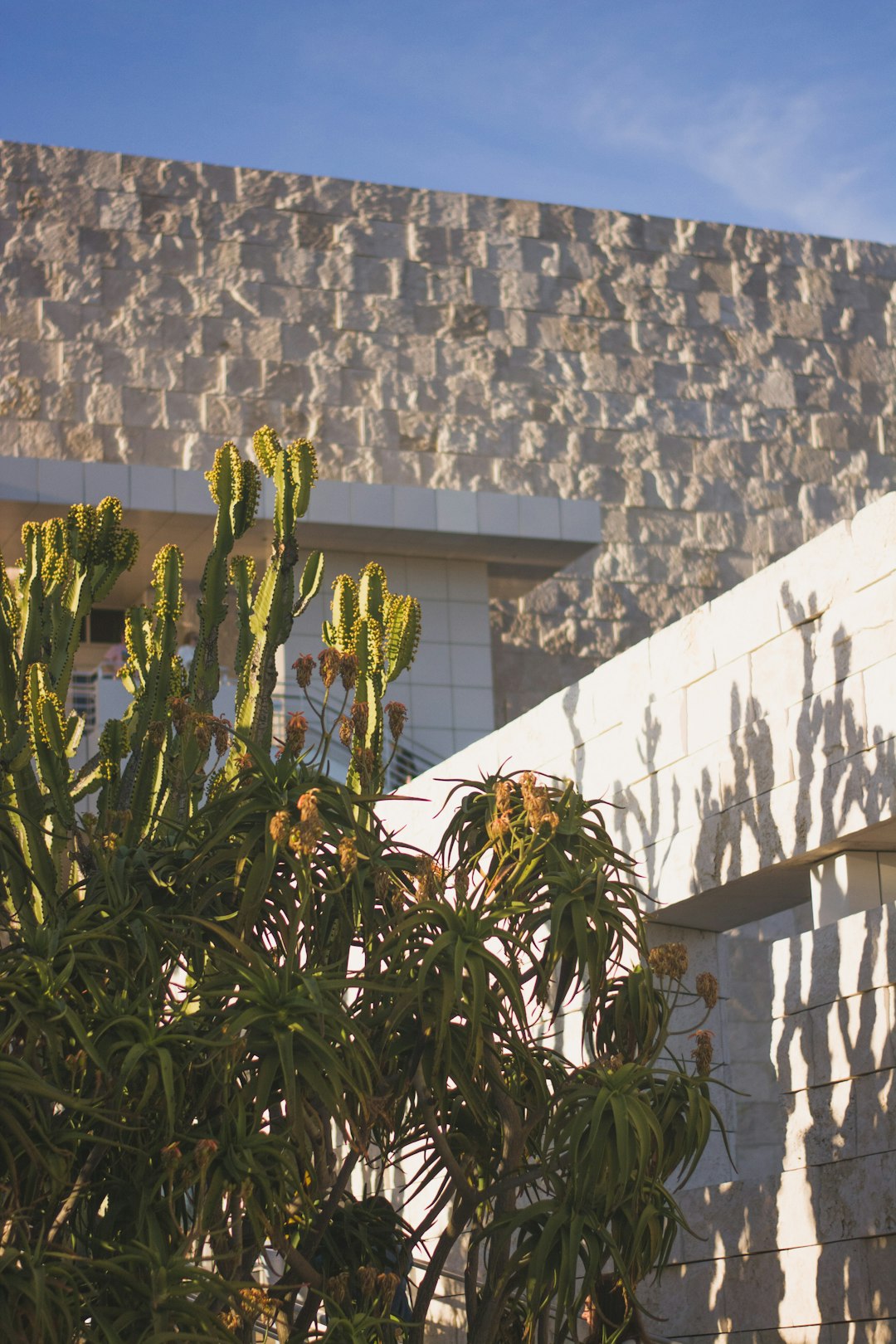 green plants beside white concrete wall