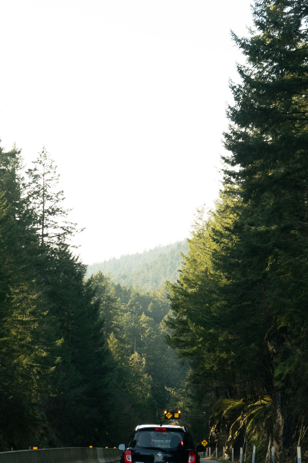 green trees under white sky during daytime