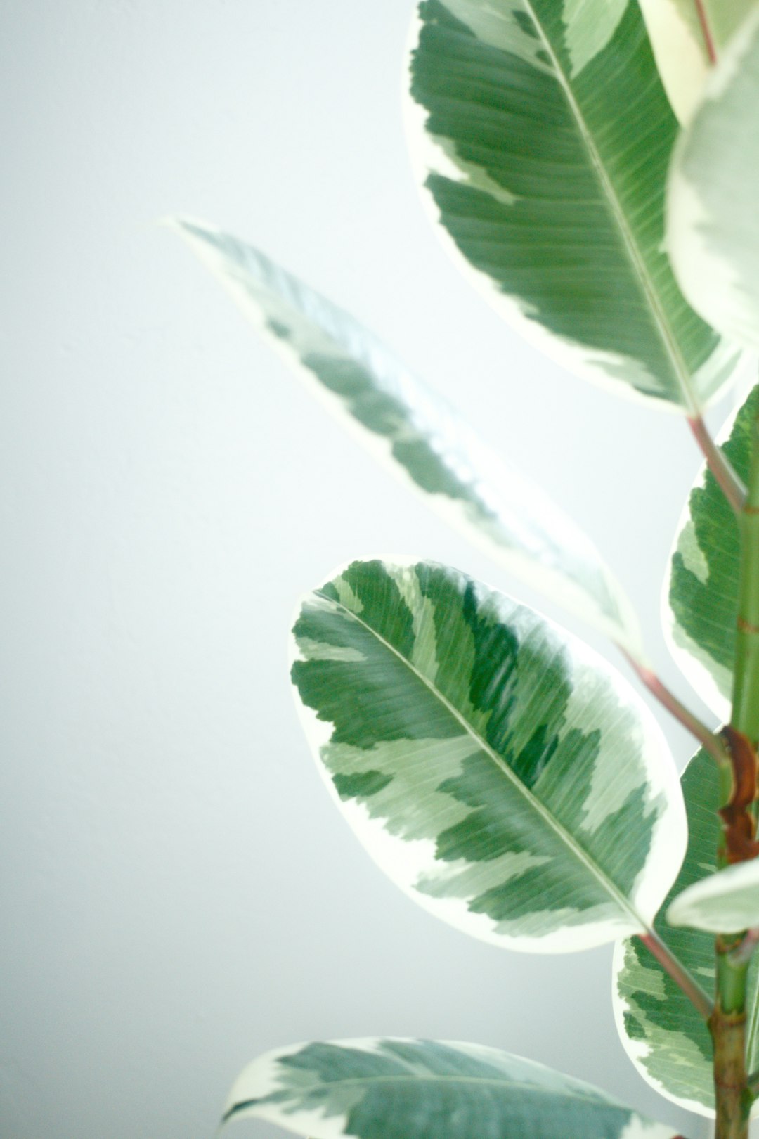 green leaf on white surface