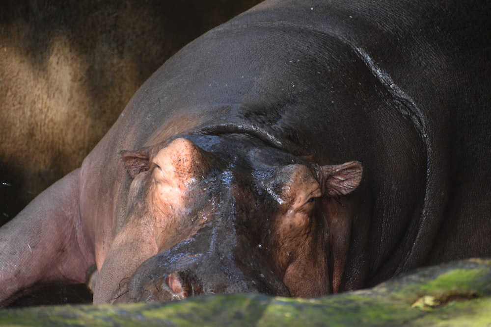 black and brown animal on body of water