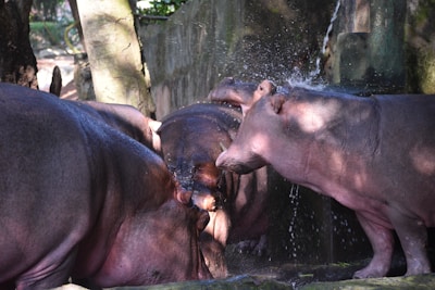 A group of hippopotamuses gathered together near a water source, with one hippo facing towards the camera while water splashes over its back. The scene is partly shaded by trees, indicating a natural environment such as a zoo or wildlife reserve.