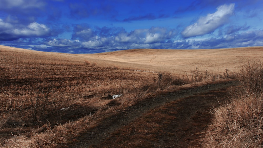 brown field under blue sky during daytime