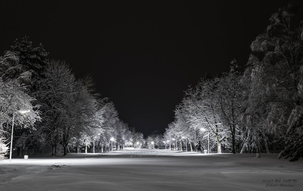 grayscale photo of trees and road