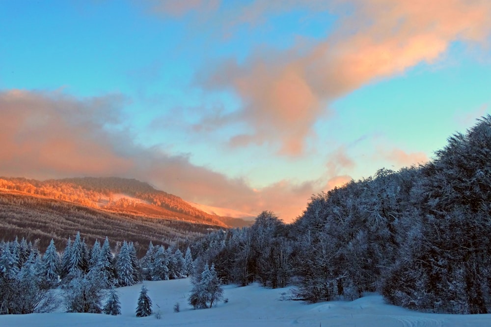 snow covered trees and mountains during sunset