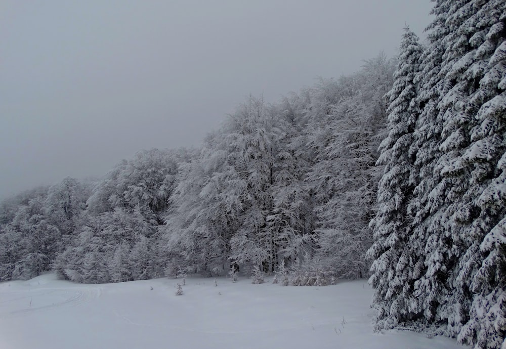 árvores cobertas de neve durante o dia