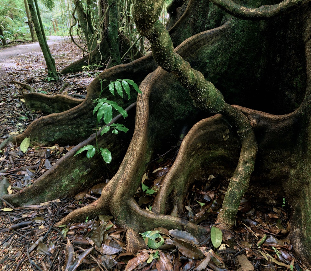 tronc d’arbre brun sur sol brun