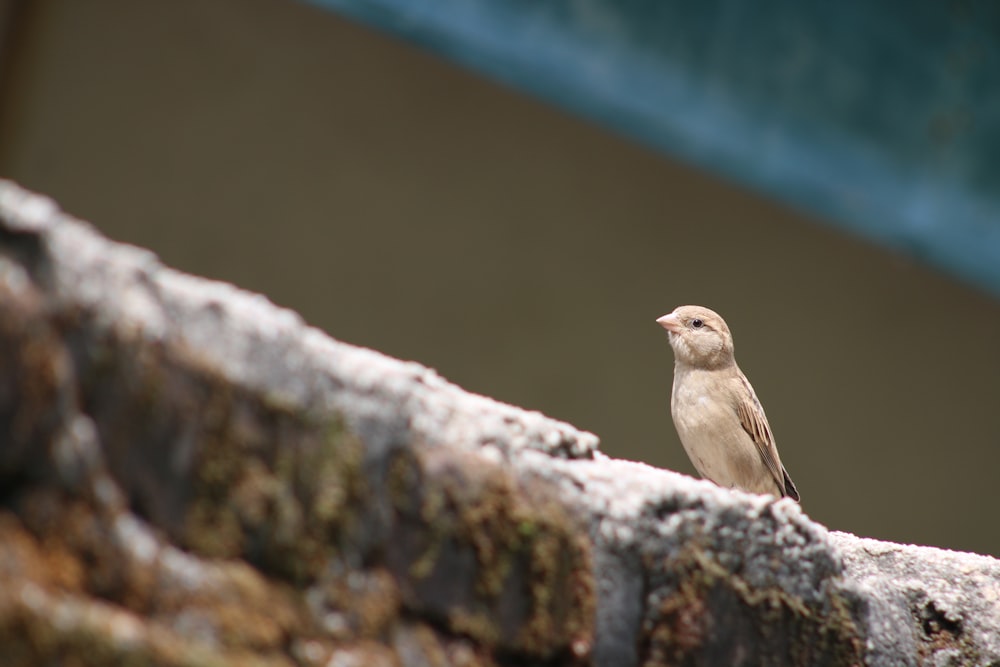 brown bird on gray rock