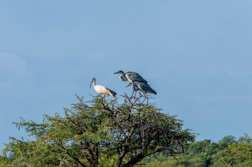 two white and black birds on tree branch during daytime
