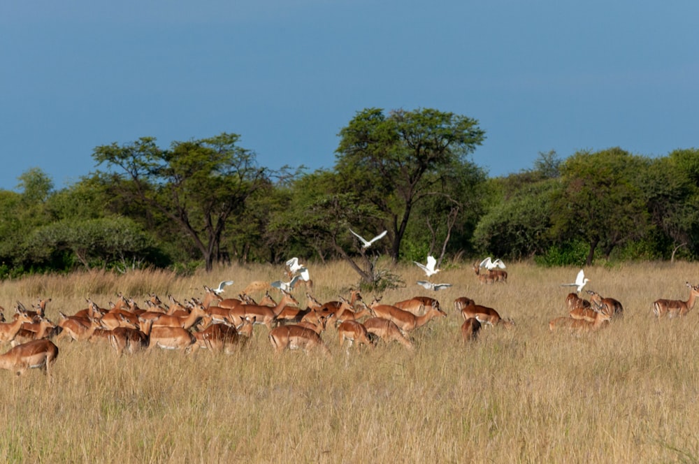 rebanho de veados no campo de grama verde durante o dia