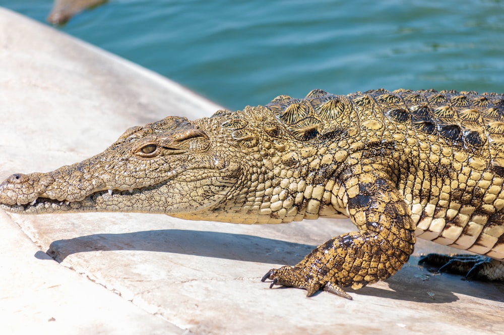crocodilo marrom na areia branca durante o dia