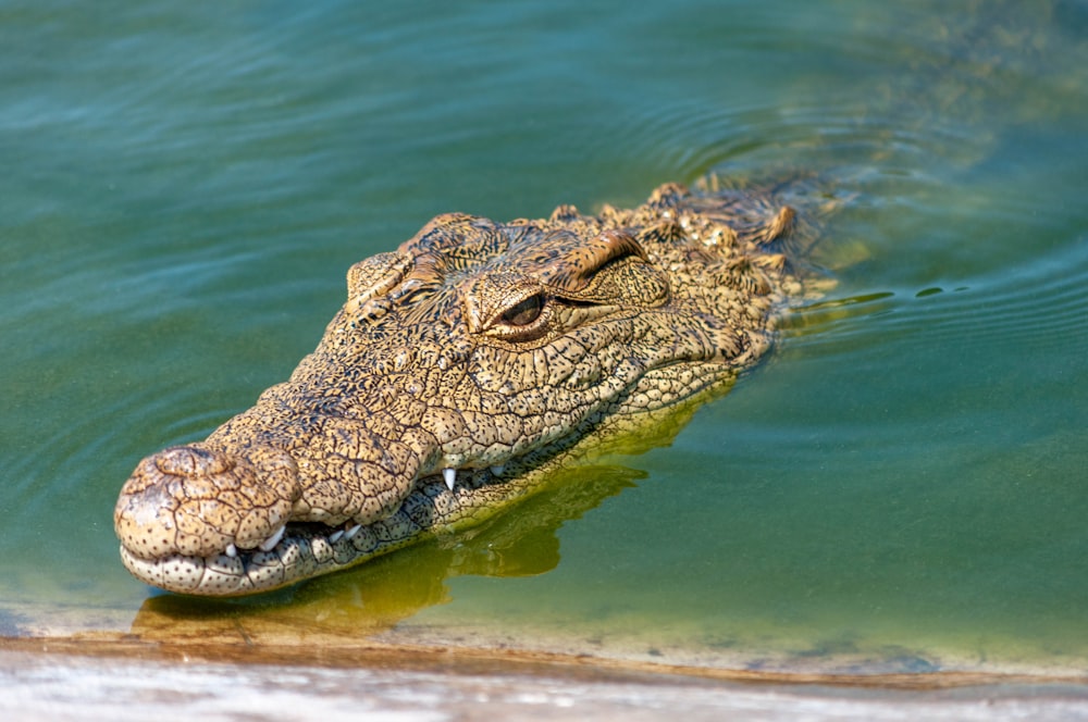 brown crocodile on body of water during daytime