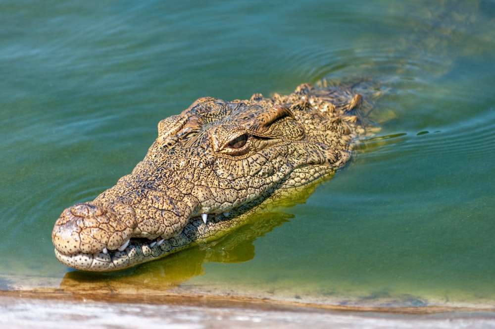 crocodilo marrom no corpo de água durante o dia
