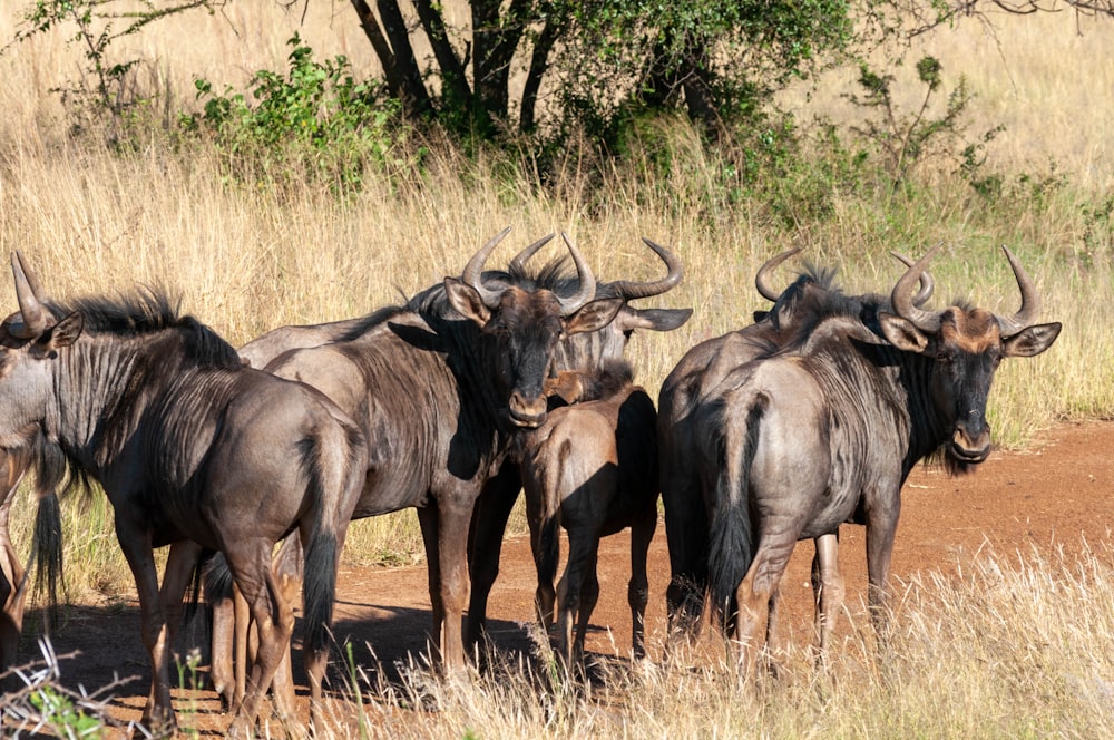 black water buffalo on brown field during daytime