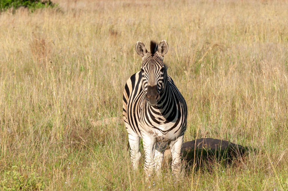 zebra on green grass field during daytime