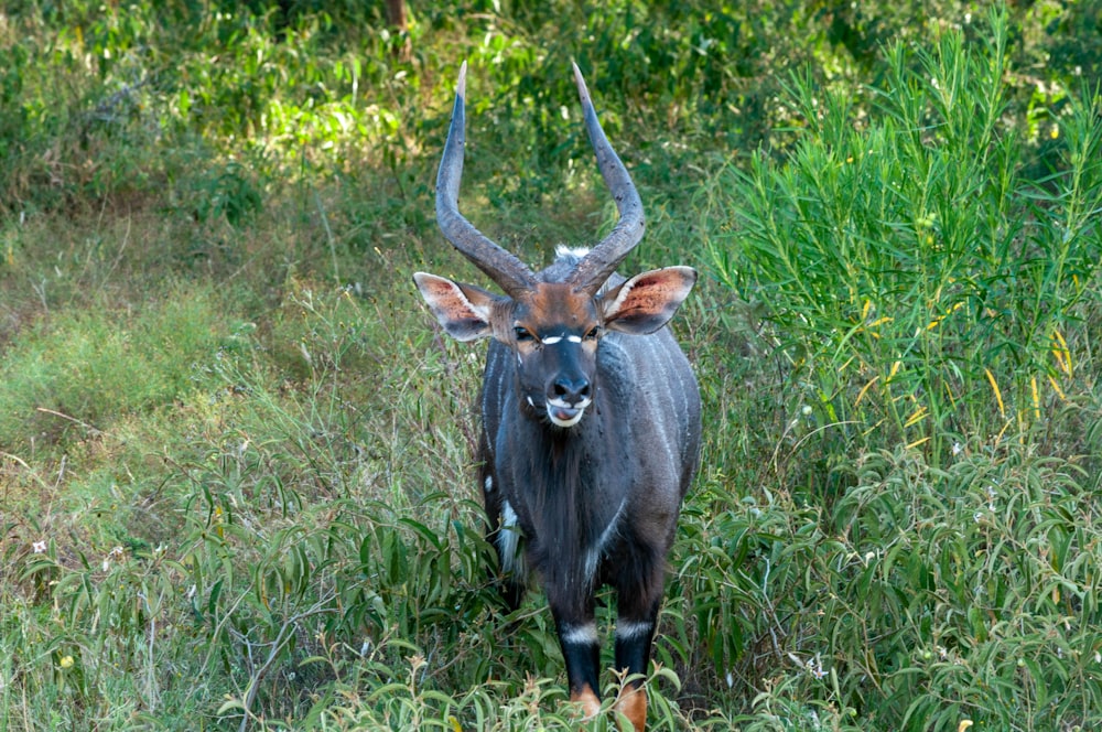 black and brown deer on green grass field during daytime