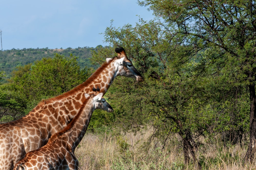 giraffe standing on green grass field during daytime